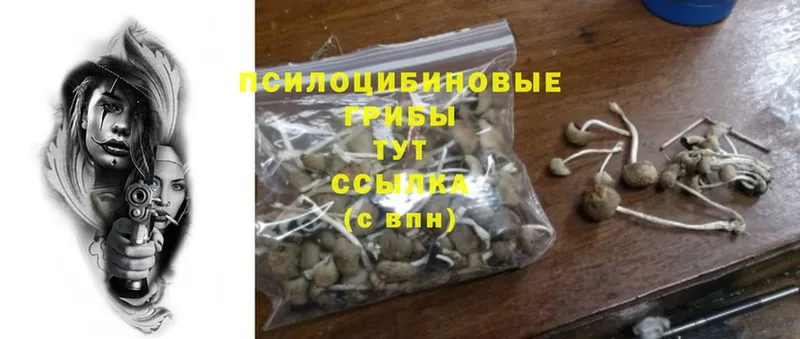 купить   Арамиль  Галлюциногенные грибы Psilocybine cubensis 